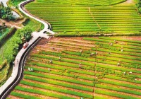 重庆乡村振兴项目前8月吸引110亿元投资，农路增至2507公里，高标农田达147万亩