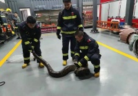 重庆惊现两米巨蛇 专业消防队紧急救援